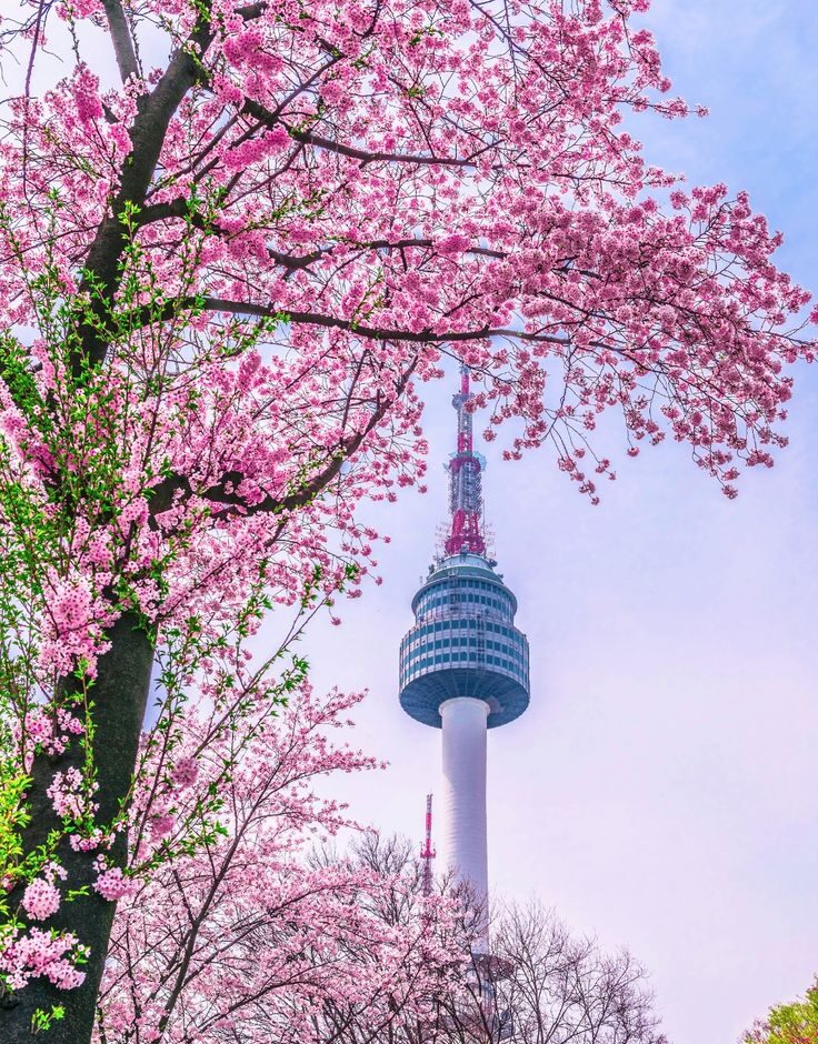 South Korea Travel Guide for Spring Korea Travel Tips Cherry Blossoms Namsan Tower e1719980686909